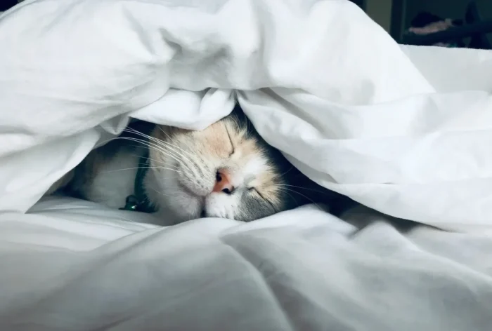 Conseils essentiels : gérer son sommeil après 45 ans pour une productivité maximale au travail